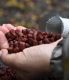 LUXURY BAITS MICROPELLETS SWEET MELON