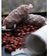 LUXURY BAITS MICROPELLETS SWEET MELON