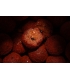 PRO ELITE BAITS GOLD BOILIES 20MM ROBIN RED 5KG