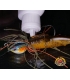 SAKURA SUPER GEL PRO-CURE ANISE CRAWFISH GEL