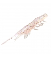 MAGBITE SNATCH BITE SHRIMP 2.5" 05 CLEAR HOLLOW SHRIMP