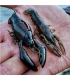 MEGABASS SLEEPER CRAW 5/8 OZ ORANGE CRAW