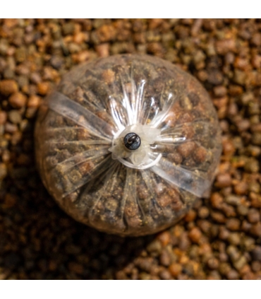 AVID CARP OUTLINE FLECTONE SHORT BAG STEMS QC SHORT